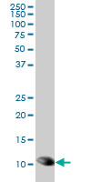 WB - TXN Antibody (monoclonal) (M04) AT4415a